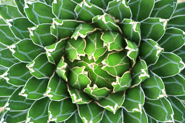 istock Agave victoria-reginae cactus. 883731662