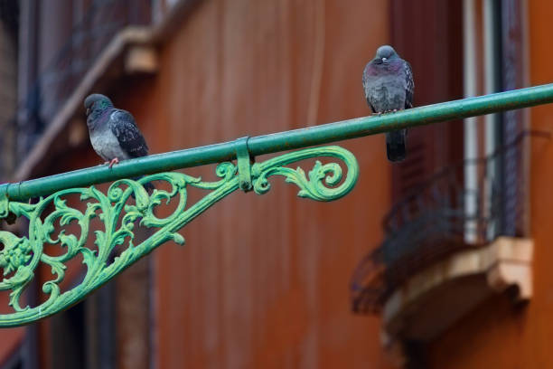 istock Two Pigeons on a Street Light, Venice, Italy 883731680