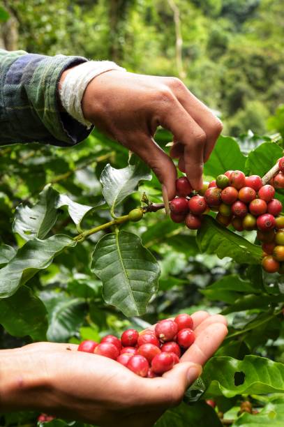 istock Close up of red berries coffee beans 883736534
