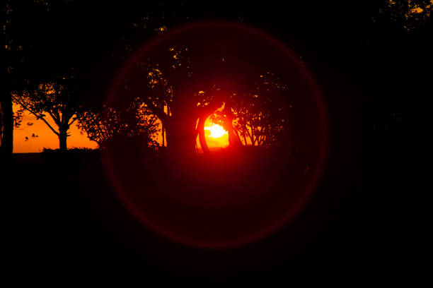 A lens flare appears between two trees as the sun sets in Costa Rica