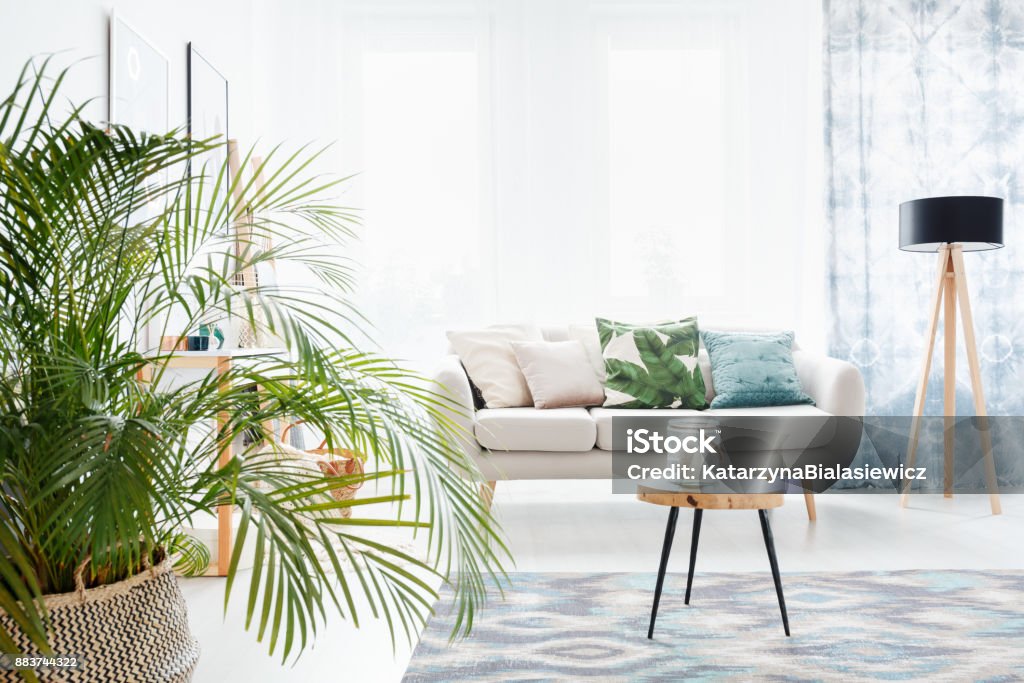 Plant in bright living room Plant in bright living room with wooden table on carpet and lamp next to sofa with floral pillow Plant Stock Photo