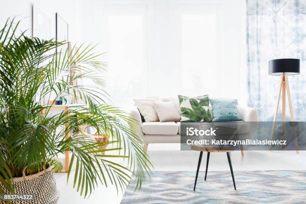 Plant In Bright Living Room Stock Photo - Download Image Now - Plant, Living Room, Palm Tree