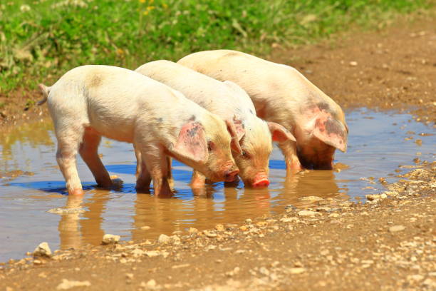 istock Cute little piglets drinking water from puddle 883764368