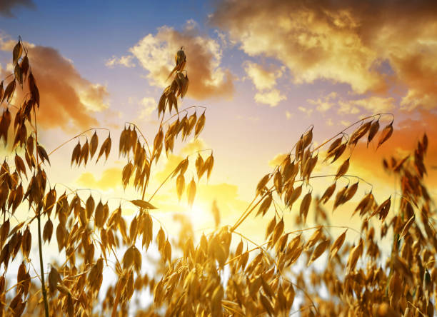 Close up view of oats in the field at sunset.
