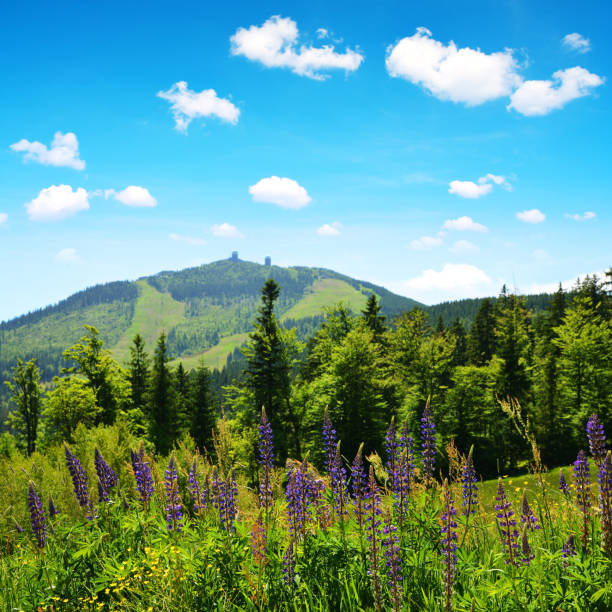 istock Mountain Grosser Arber in National park Bavarian forest, Germany. 883766634