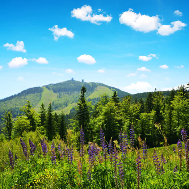 Mountain Grosser Arber in National park Bavarian forest, Germany. View on mountain Grosser Arber in National park Bavarian forest, Germany. Spring landscape. bavarian forest stock pictures, royalty-free photos & images
