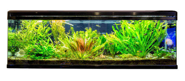 istock Huge panoramic aquarium with tropical fish Malawi cichlids and neon fish 883779084