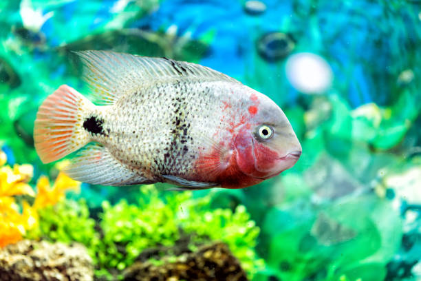 istock Beautiful aquarium with astronotus fish (Astronotus ocellatus) 883781256