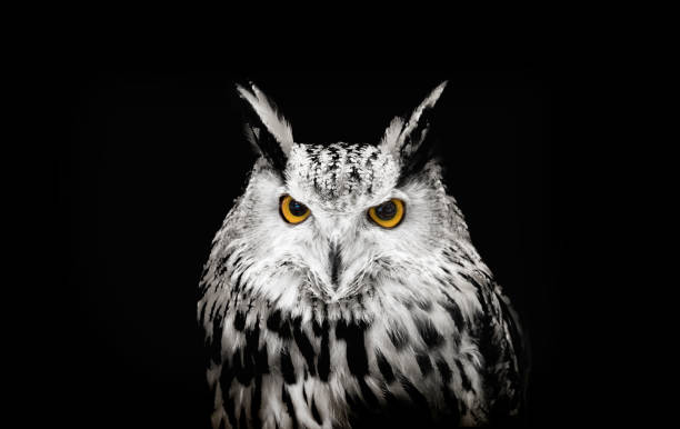 istock face of owl looking camera 883782068