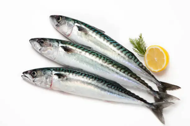 Photo of mackerel