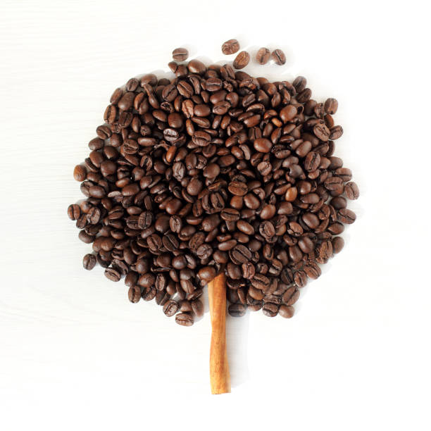 concept coffee tree - straggling imagens e fotografias de stock