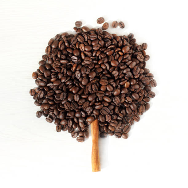 концепция кофейное дерево - straggling стоковые фото и изображения