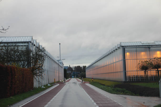 istock Greenhouse with growing lights in Schipluiden, Netherlands 883786058