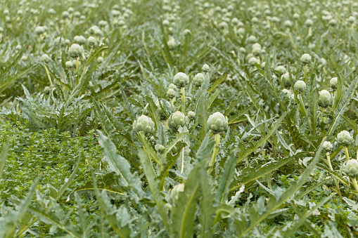 Cardoon (Cynara cardunculus) plants in a field.