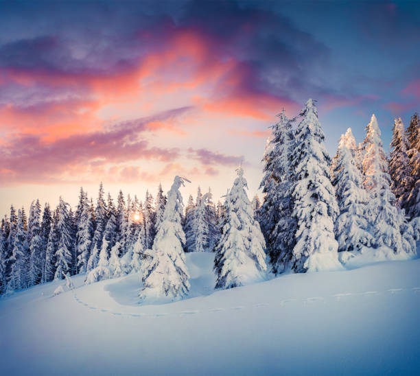 山の森林の素晴らしいクリスマス シーン - european alps carpathian mountain range evergreen tree tree ストックフォトと画像