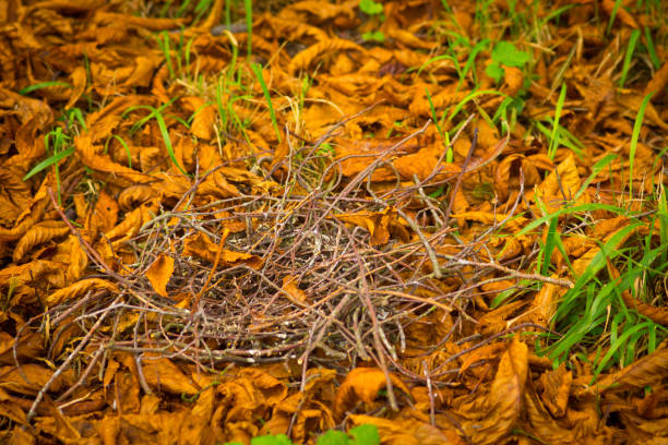 Twig nest on the ground in a formal garden in an English public park.