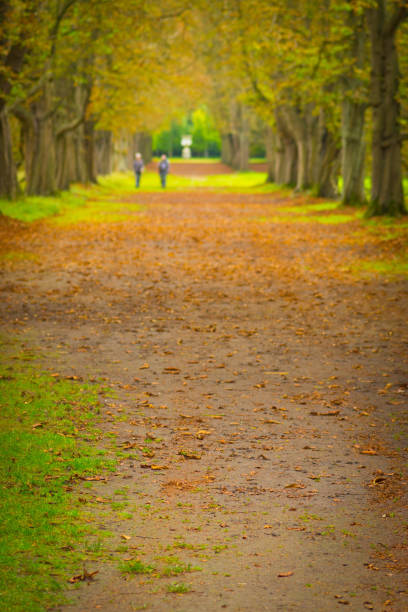 istock Avenue through trees in a formal garden 883795958