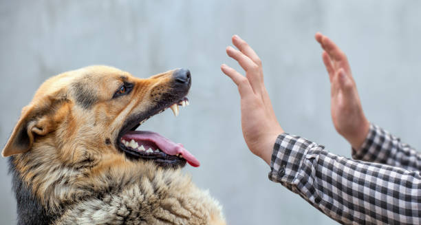 un macho pastor alemán muerde a un hombre - german shepherd fotografías e imágenes de stock