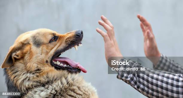 A Male German Shepherd Bites A Man Stock Photo - Download Image Now - Dog, Biting, Rabies
