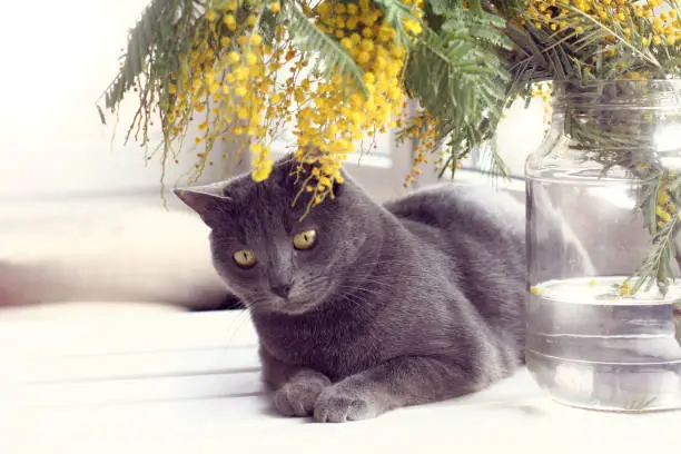 cat resting on a table under a bouquet of mimosa against the window