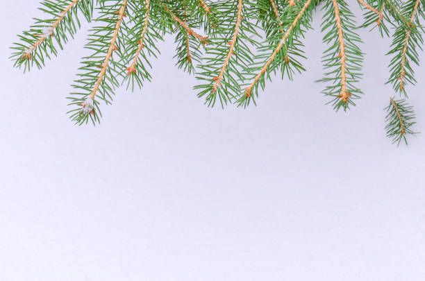 istock Christmas snow fir tree branch 883810438