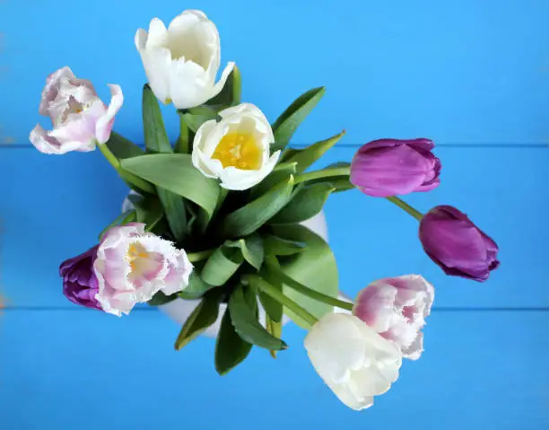 still life of tulips on a blue table top view