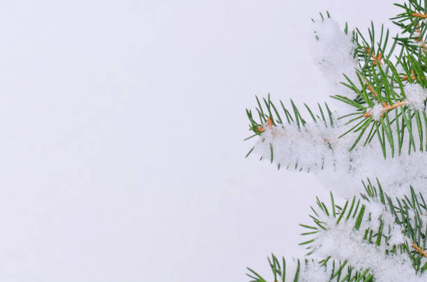 istock Christmas snow fir tree branch 883818710