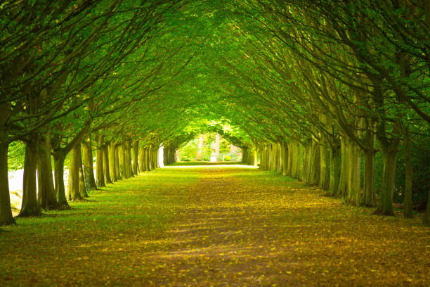 istock Avenue through trees in a formal garden 883825720