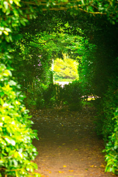 istock Avenue through trees in a formal garden 883828070