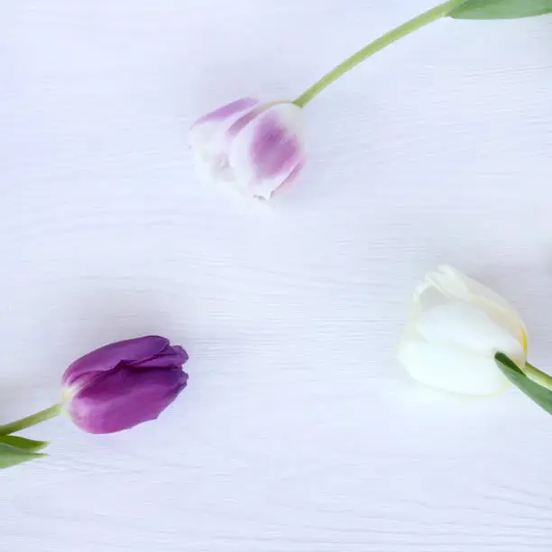 Flat layout with three tulips on a light wooden table top view