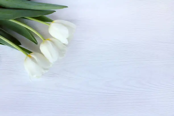 Flat layout with three white tulips on a light wooden background top view