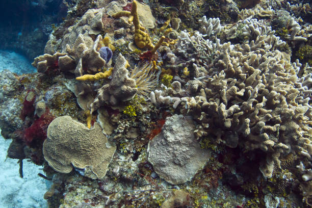 istock Living coral reef 883828834