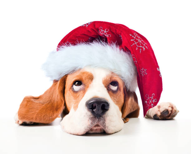 beagle en bonnet de noel isolé sur blanc. - santa dog photos et images de collection
