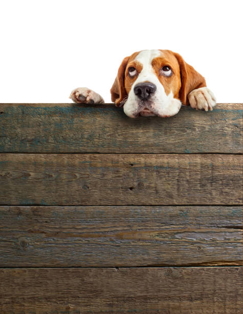 istock Cute beagle puppy looking at the top . 883828864