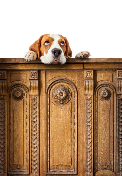 istock Cute beagle puppy looking at the top . 883828868