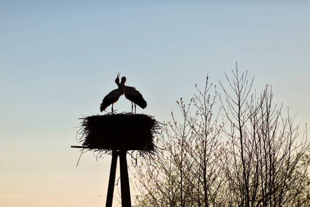 istock Couple of storks 883829252