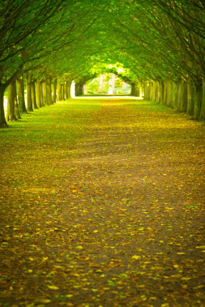 istock Avenue through trees in a formal garden 883829282