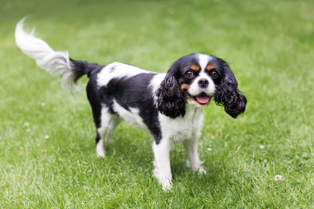 ritratto di un cane - cavalier foto e immagini stock