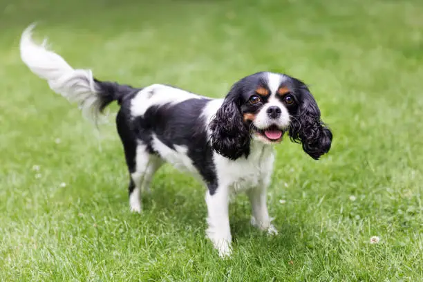 portrait of happy cavalier spaniel standing on the grass