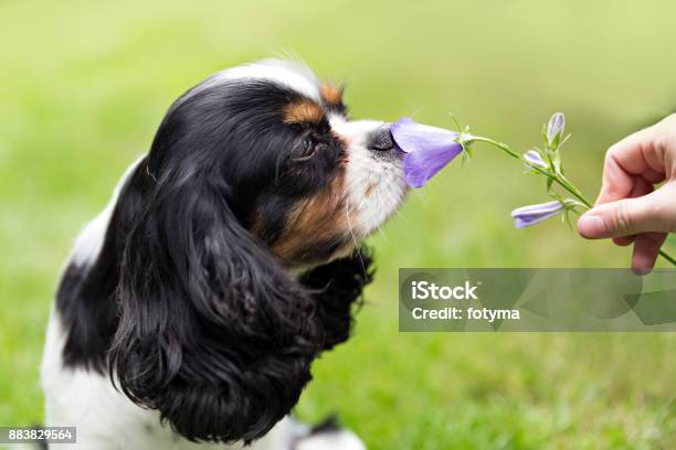 Portrait Of A Dog Stock Photo - Download Image Now - Cavalier - Cavalry, Cute, Flower