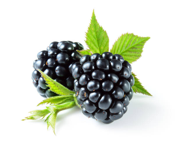 istock Blackberry isolated on white. Blackberries. 883833864