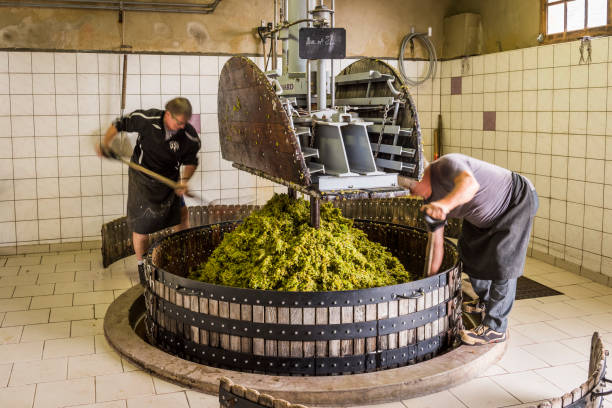 Pressing Grapes in Hautvillers Champagne Hautvillers, France - August 11, 2017. Pressing the grapes with an old press with two working men in the Pressoir in Champagne village Hautvillers near Reims and Epernay. champagne grapes stock pictures, royalty-free photos & images