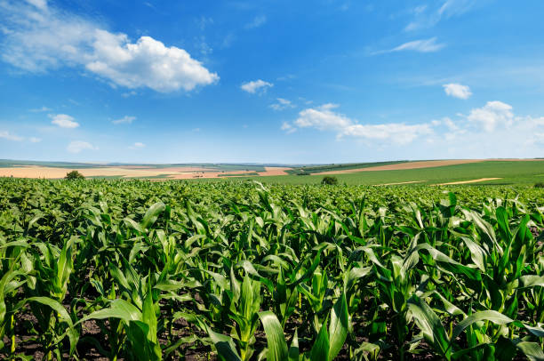 istock Bright green cornfield and blue sky with light cumulus clouds. Agricultural landscape. 883850074