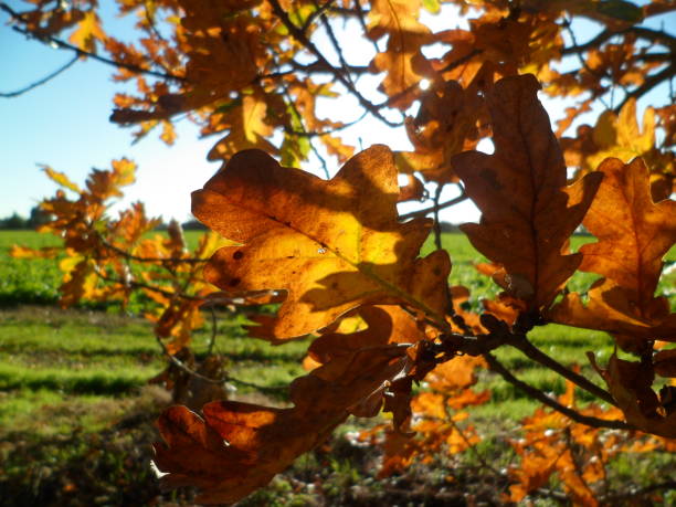 istock Orange oak leaves in Autumn 883867212