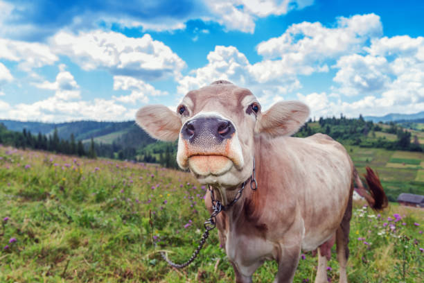 istock happy cow on the pasture 883867536