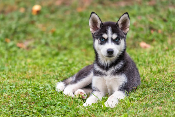 istock Husky puppy on the grass 883874568