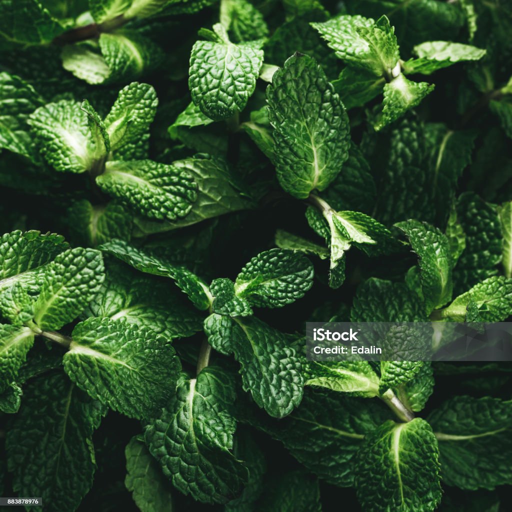 Top view of the fresh green mint. Organic food background. Mint Leaf - Culinary Stock Photo