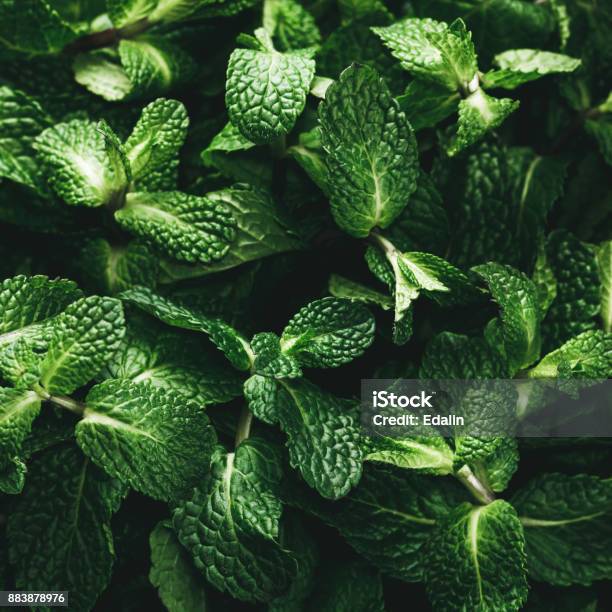 Top View Of The Fresh Green Mint Organic Food Background Stock Photo - Download Image Now