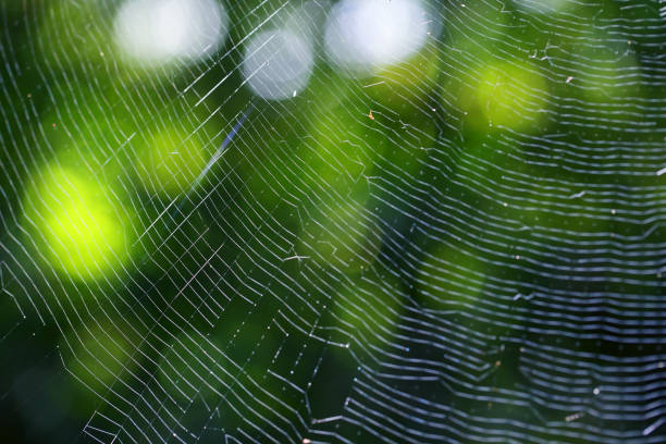 istock close up of cobweb background with beautiful bokeh 883885406