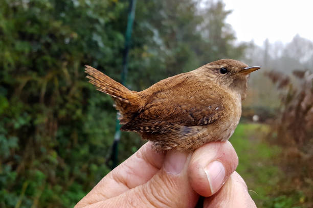 istock Eurasian wren, just banded 883886610